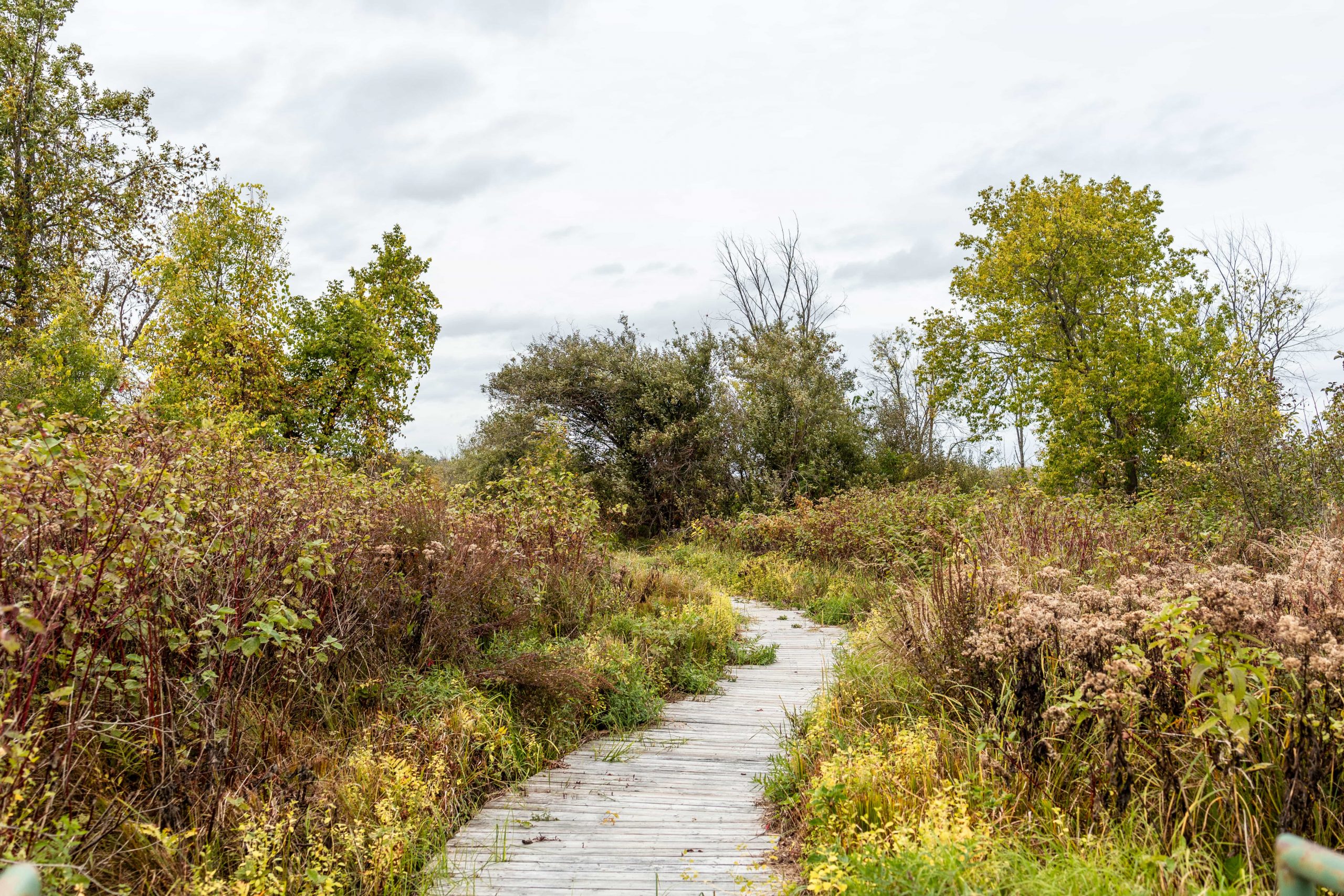 A wooden path through Cobden marsh