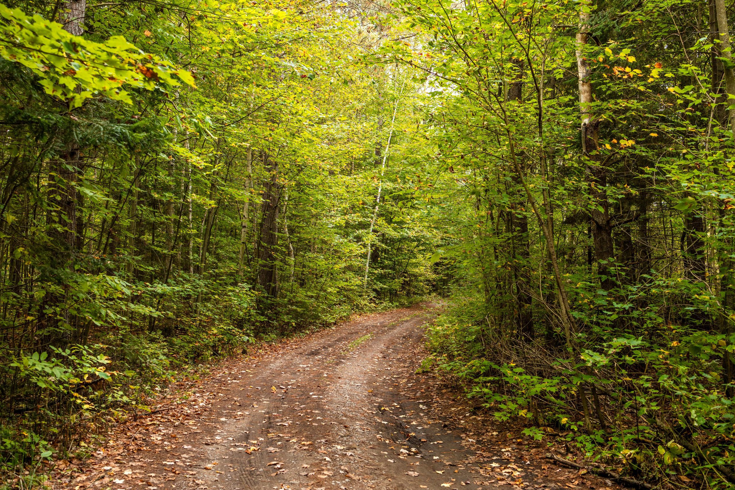 A path through a green forest