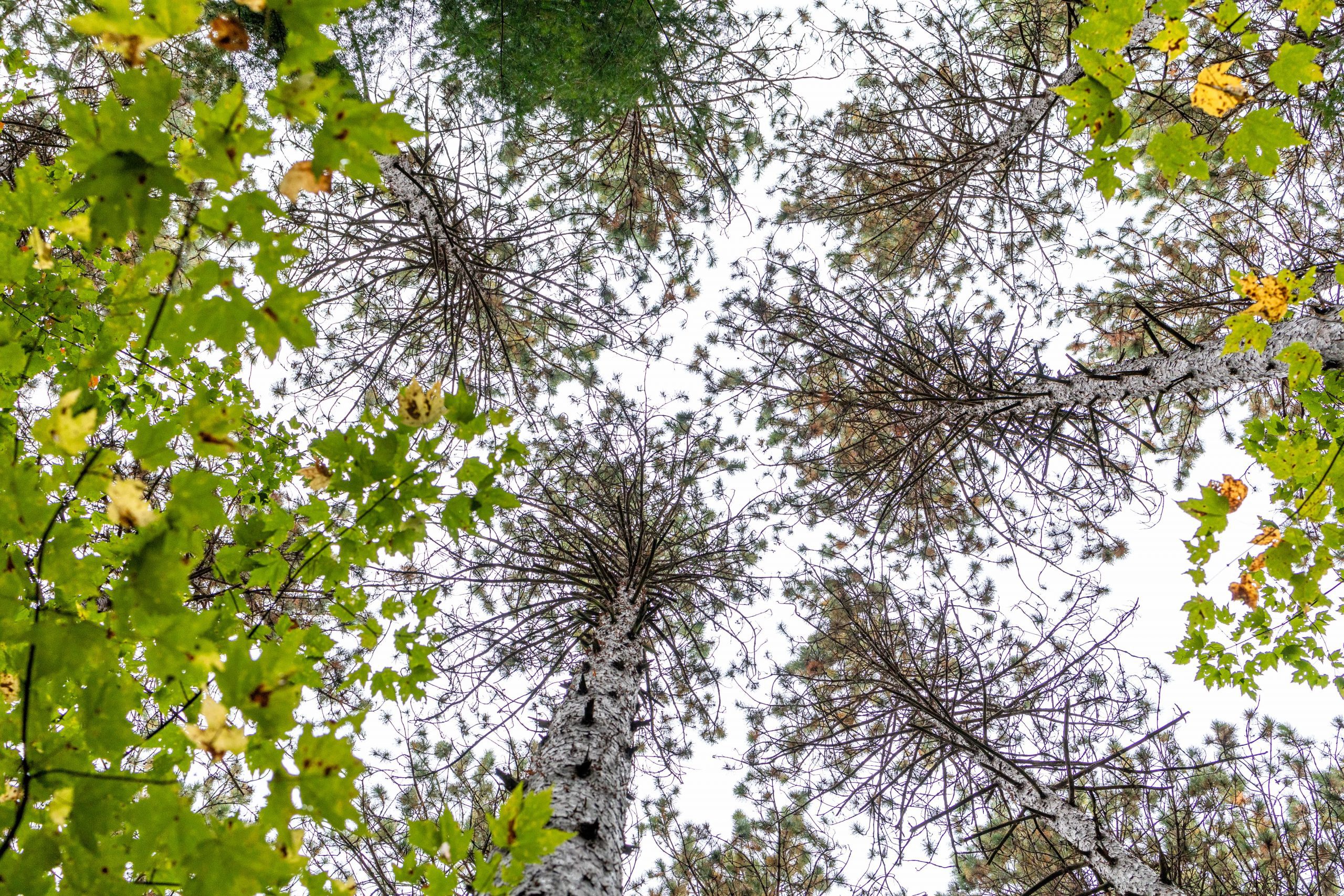 Image of trees in the sky, taken from below